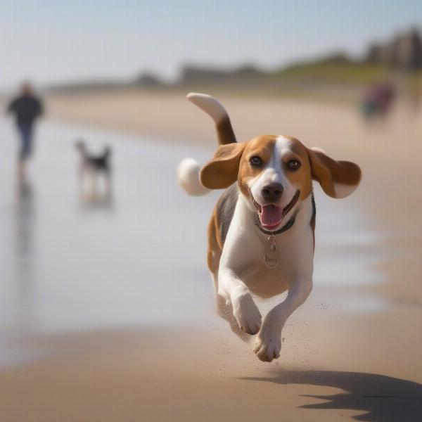 A dog running happily on a sandy beach in Lincolnshire with its owner.