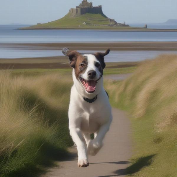 Dogs enjoying the coastal paths of Lindisfarne