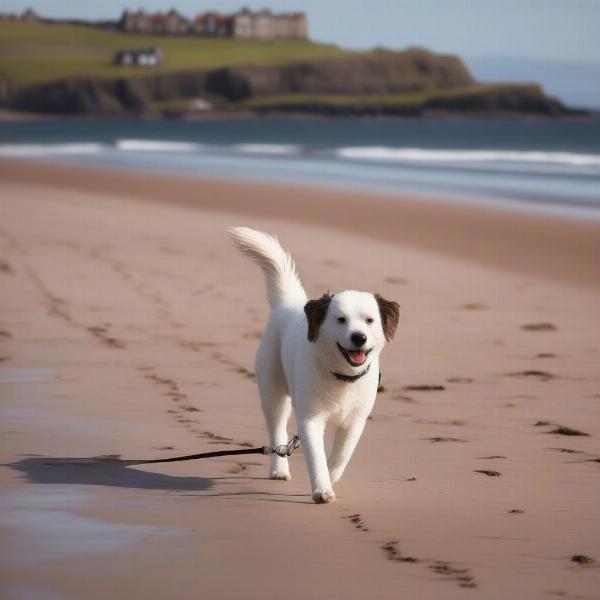 Dog walking on North Berwick beach