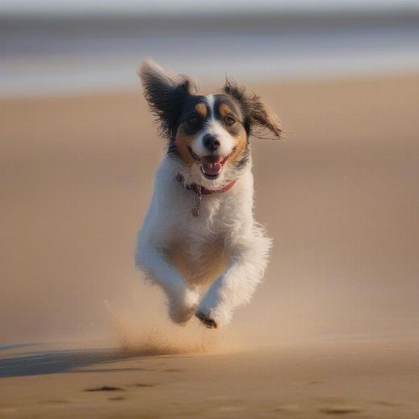 Dog Enjoying a Walk on Mablethorpe Beach