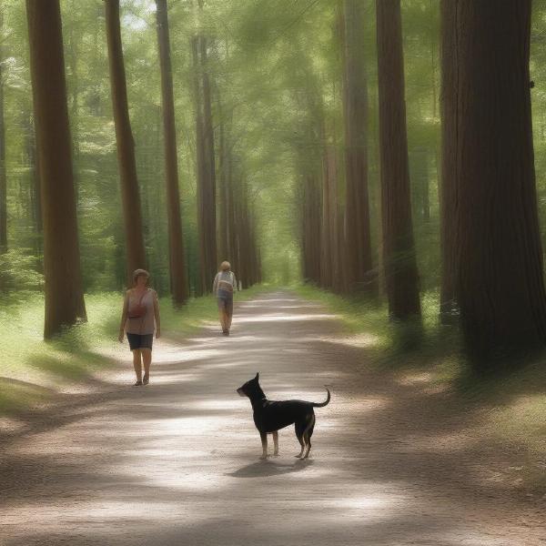 Dog Walking on Shaded Rail Trail