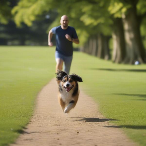 Dog walking in Roundhay Park, Leeds