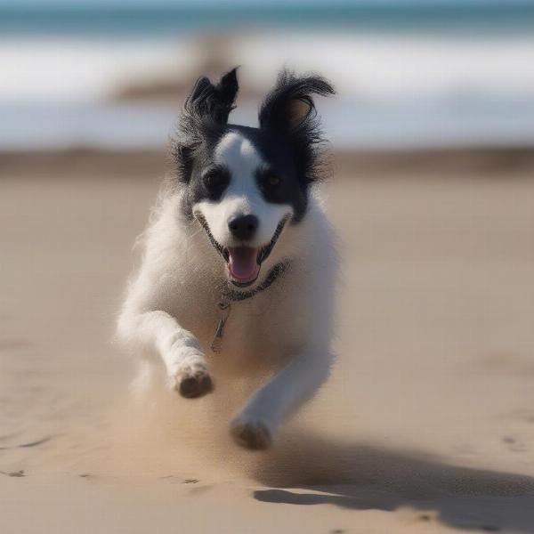 Dog enjoying a walk on Tenby beach