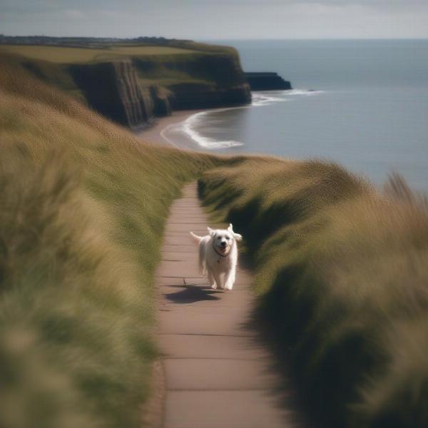 Dog Walking on Whitby Clifftops