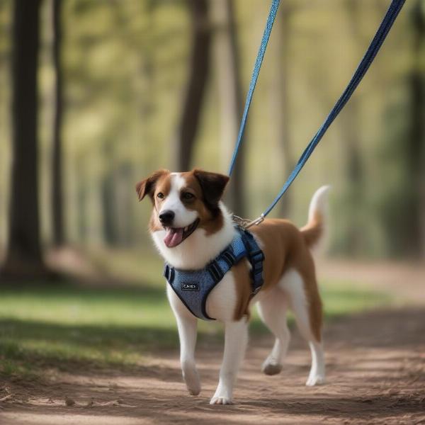 Dog Walking with Doog Harness