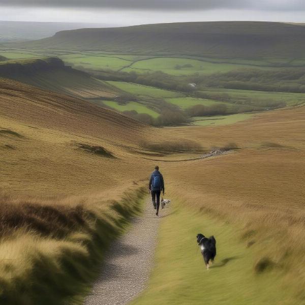 Dog Walking in the Yorkshire Dales