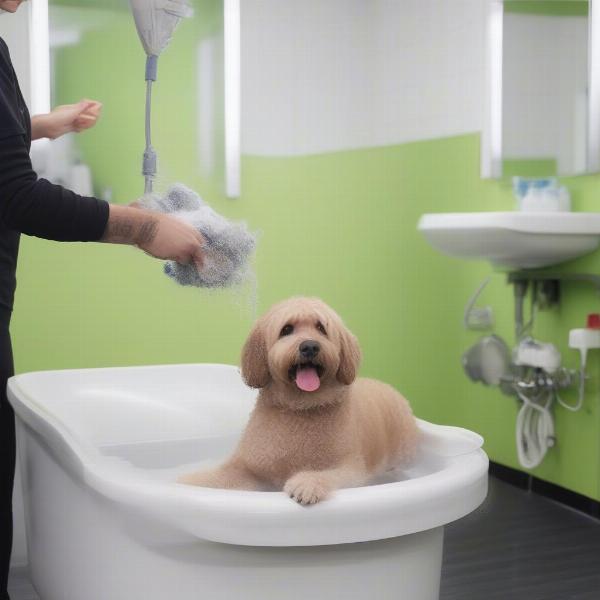 Dog Wash Services in Maroubra