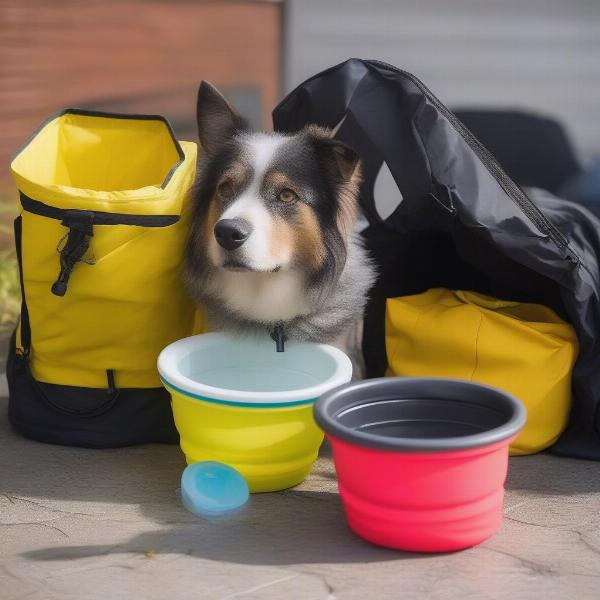 Portable Dog Water Bowls and Weather-Appropriate Outdoor Clothing