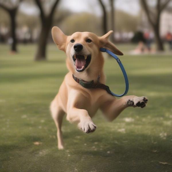 Dog wearing an AirTag collar in a park