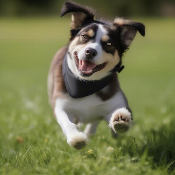 Dog Wearing Booties in Grass