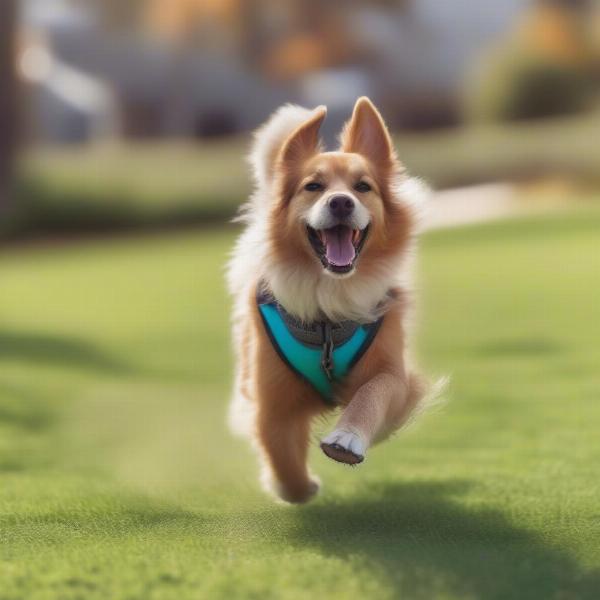 Dog happily wearing boots: A dog happily runs through a park while wearing boots.