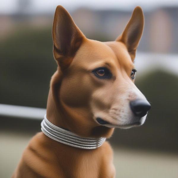 Dog wearing a choker collar