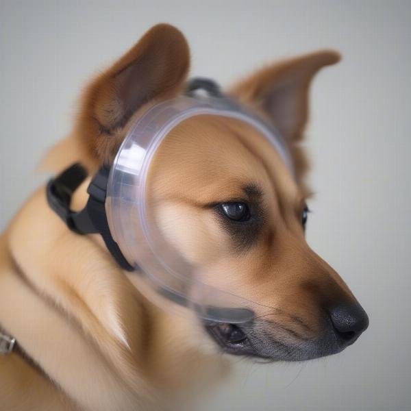 Dog wearing a protective e-collar