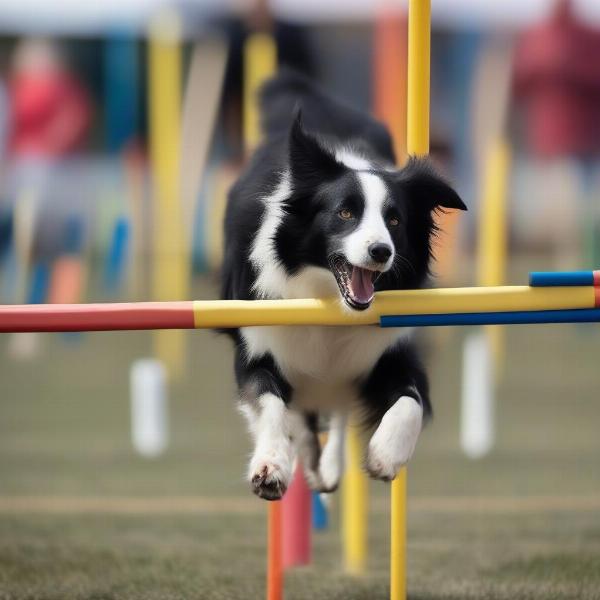 Dog Weaving Through Poles