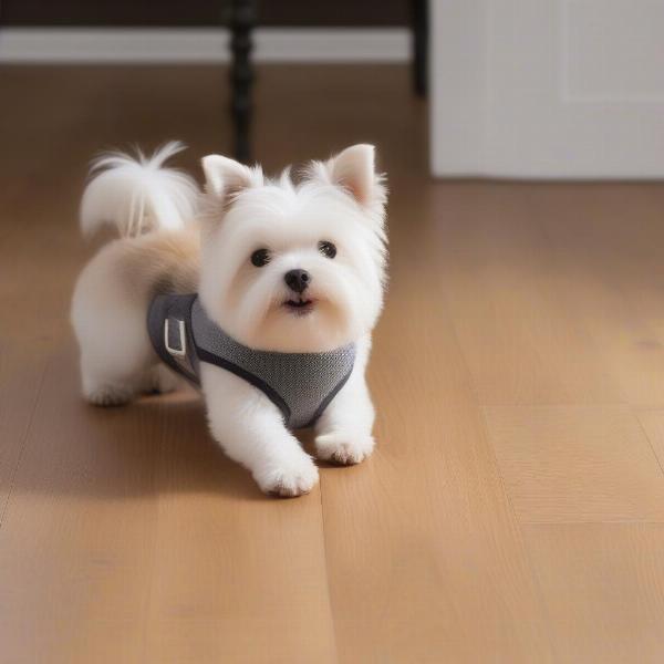 Dog with belly band on hardwood floor