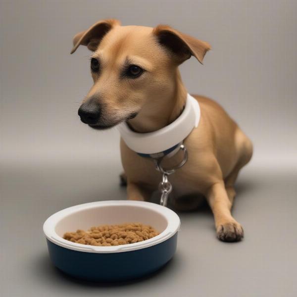 Dog with a cervical collar eating