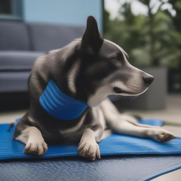 Dog lying on a cooling mat