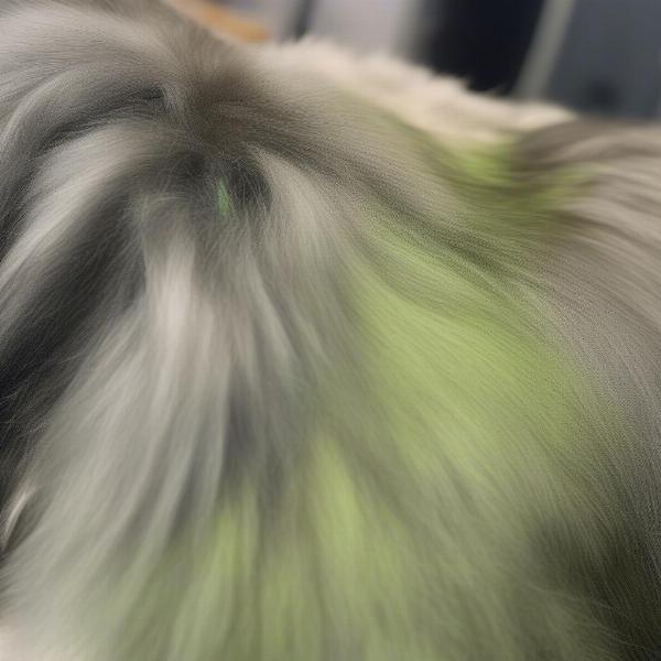 Dog with green algae on its fur