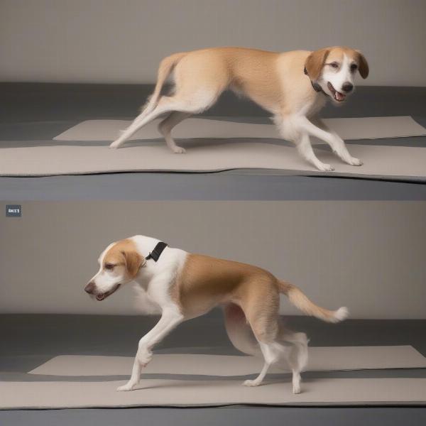 Dog with Improved Mobility