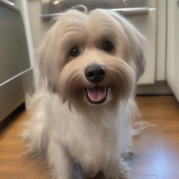 Dog with Shiny Coat After Mane 'n Tail Shampoo