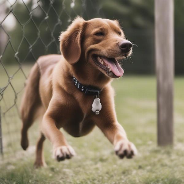 Dog with Spot On Fence Collar