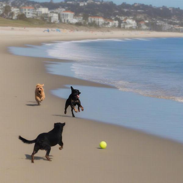 Dogs playing fetch at Newport Beach