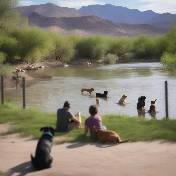 Dogs swimming and playing at Dos Rios Dog Park along the Colorado River