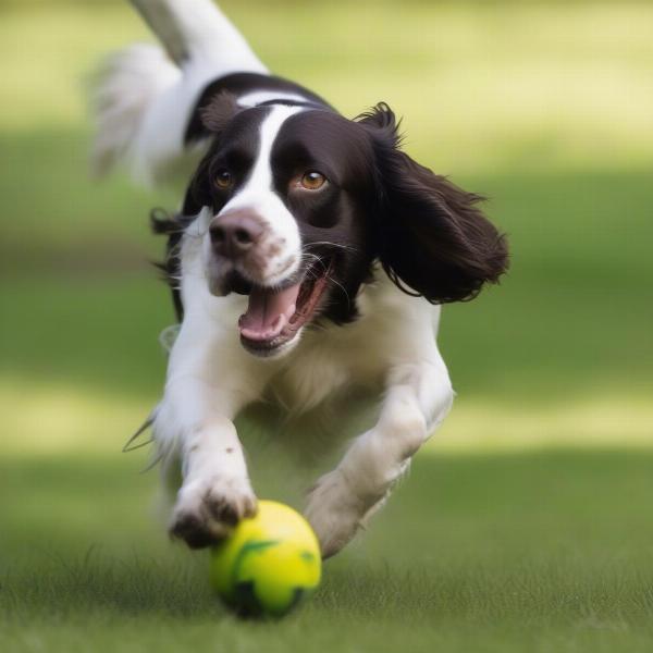 English Springer Spaniel playing fetch