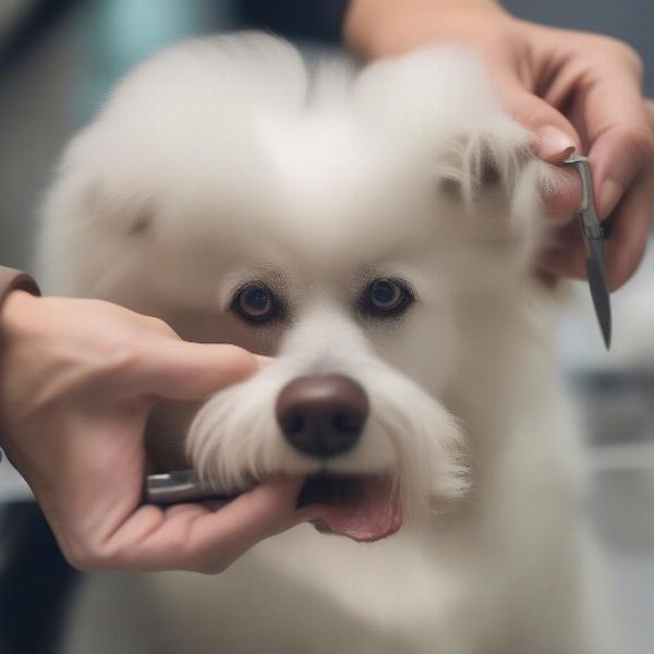 Essential Dog Grooming Skills