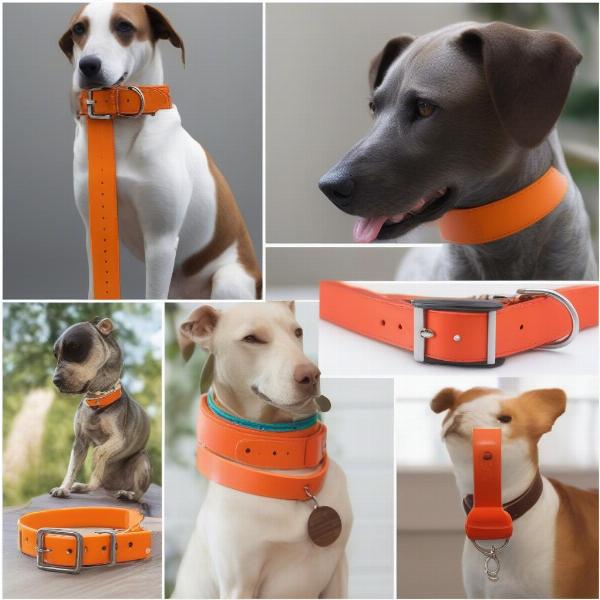 Everyday Dog Collars: Nylon, Leather, and Biothane