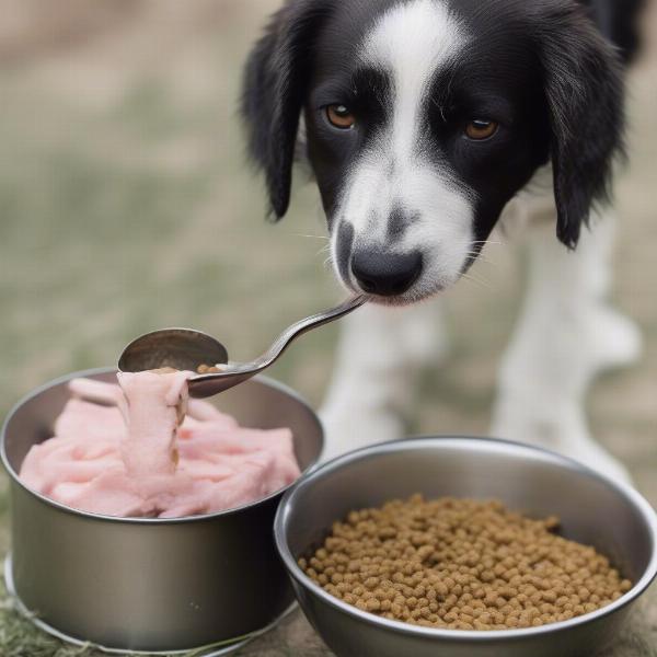 Feeding Lamb Wet Dog Food