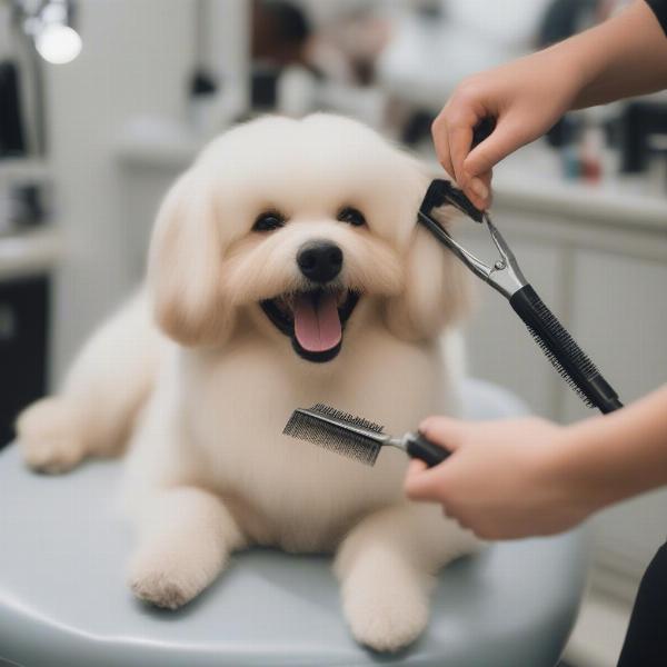 Finding the best dog groomers in Nuneaton