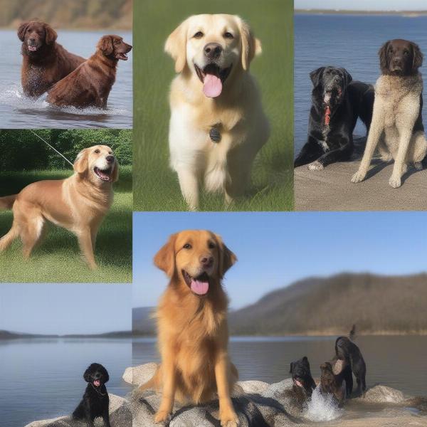 Fishing Dog Breeds by the Water