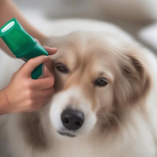 Flea and tick spray being applied to a dog