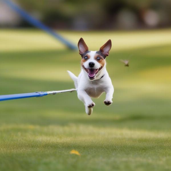 Flirt Pole for Small Dog Exercise