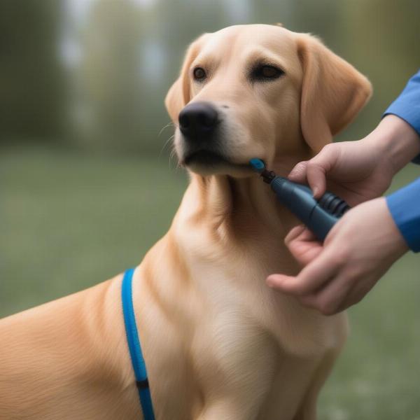 Frontline Flea and Tick Treatment for Dogs