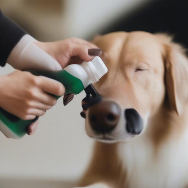 Applying Frontline Spray to a Dog