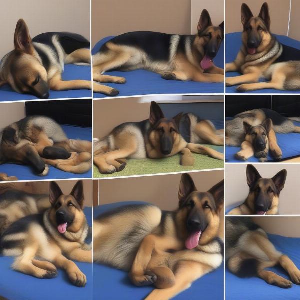 German Shepherd Sleeping Positions