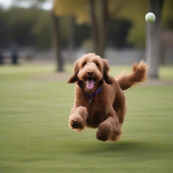 Golden Mountain Doodle Playing Fetch