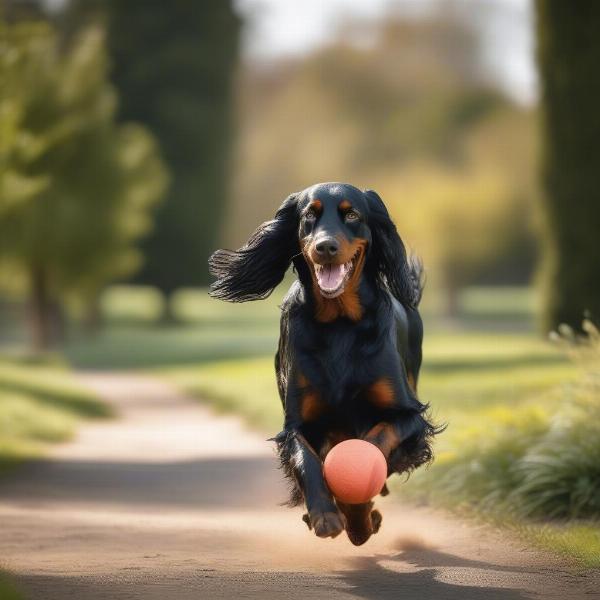 Gordon Setter playing fetch in the park