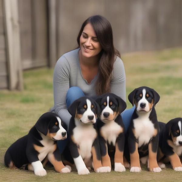 Breeder with Greater Swiss Mountain Dog puppies