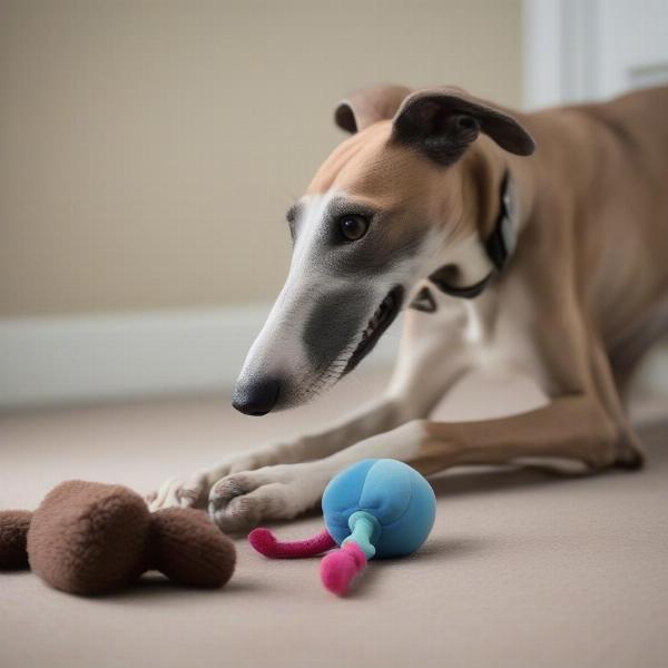 Greyhound Playing with a Toy