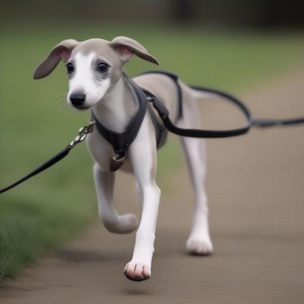 Greyhound puppy on a leash