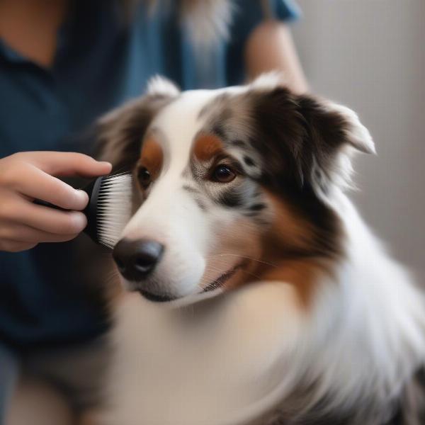 A person grooming an Australian Shepherd