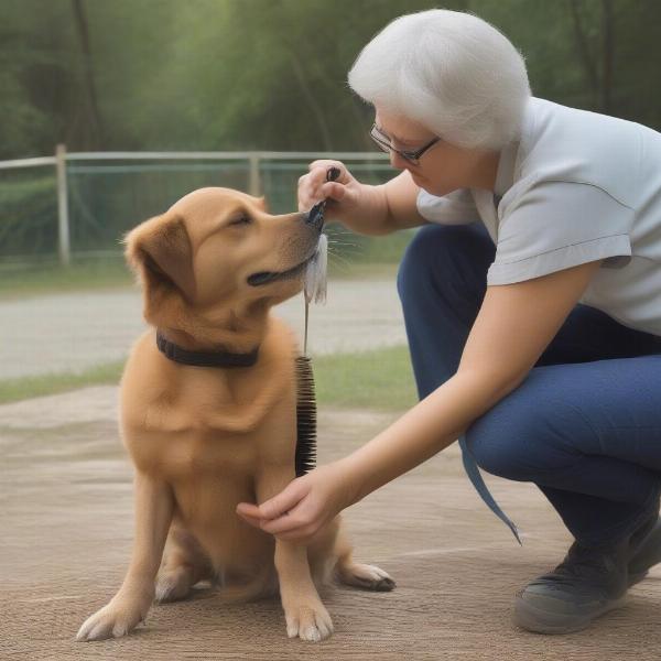 Owner grooming their dog to check for fleas and ticks