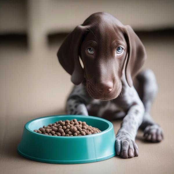 German Shorthaired Pointer puppy eating