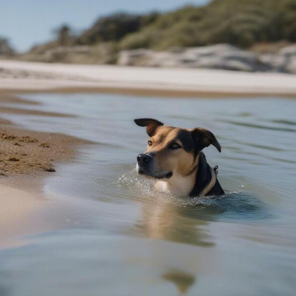 A dog swimming at Halls Head Dog Beach