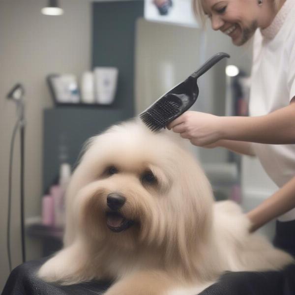 Happy Dog Being Groomed in Ormskirk