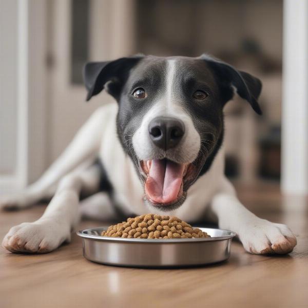 A Happy Dog Eating Harringtons Wet Food