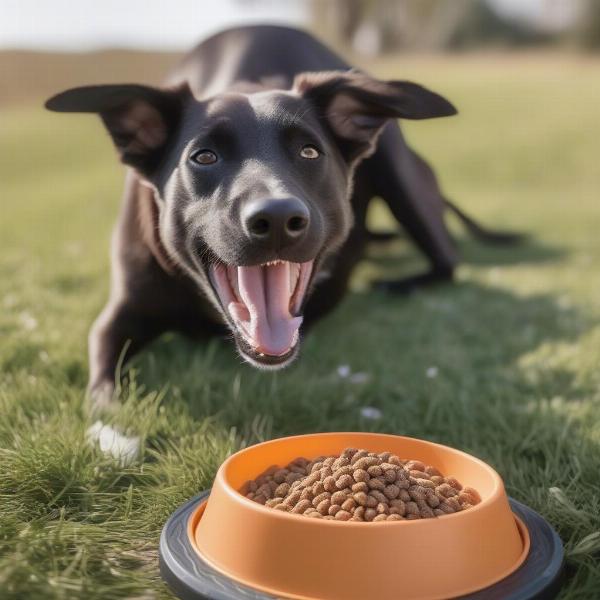 Happy Dog Eating Rayne Kangaroo Food